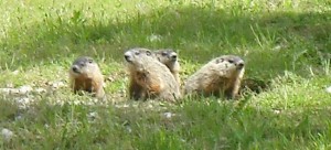 woodchucks1 Woodchuck Family